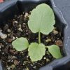 Globemallow, Munro's (Sphaeralcea munroana)