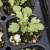 Globemallow, Scarlet (Sphaeralcea coccinea)