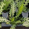 Yarrow, Gold (Achillea filipendulina)