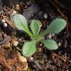 Aster, Golden (Heterotheca villosa)