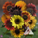 A bouquet of sunflowers of various shades.