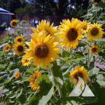 Helius annuus, or sunflowers, grow in a garden plot.