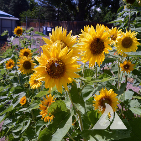 Helius annuus, or sunflowers, grow in a garden plot.
