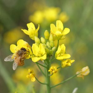 Honey Bee on Canola Flower