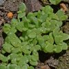 Annual Iceplant, Mixed (Dorotheanthus bellidiformis)