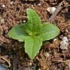 Joe Pyeweed (Eupatorium maculatum)