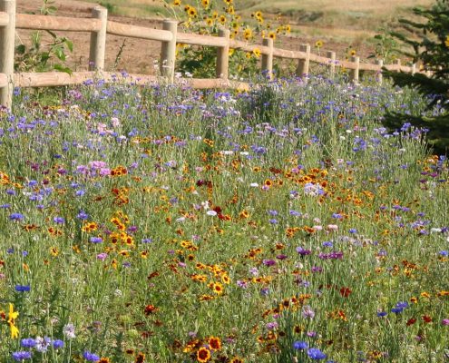 Knee Hi Wildflower Seed Mix 1st Year Annuals