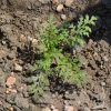 Lacy Phacelia (Phacelia tanacetifolia)