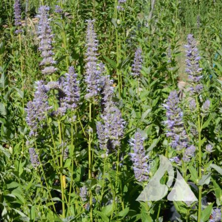 Lavender Hyssop (Agastache foeniculum)