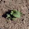 Lavender Hyssop (Agastache foeniculum)