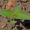 Lemon Basil (Ocimum basilicum citrodorum)