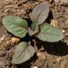 Lemon Mint (Monarda citriodora)