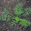 Love-in-a-Mist 'Miss Jekyll' (Nigella damascena)