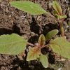 Love Lies Bleeding (Amaranthus caudatus)