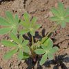 Lupine, Arroyo (Lupinus succulentus)