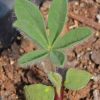 Lupine, Mountain (Lupinus argenteus)