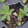 Lupine, Russell (Lupinus polyphyllus)