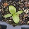 Maltese Cross (Lychnis chacedonica)