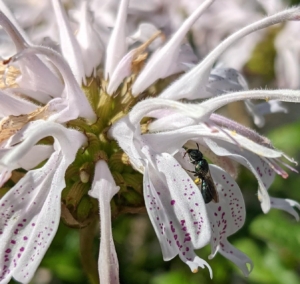 A small carpenter bee sits on Eastern Beebalm. Colorado Pollinator