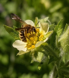 An Andrena sp. of mining bee on a bigflower cinquefoil. Colorado pollinator