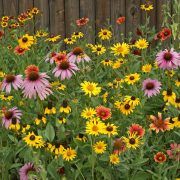 Midwest Native Wildflower Seed Mix