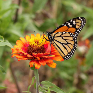 Monarch Butterfly Mix