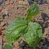 Moonflower (Ipomoea alba)