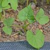 Morning Glory 'Grandpa Ott' (Ipomoea purpurea)