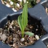 Mule's Ears (Wyethia amplexicaulis)