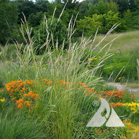Green needlegrass plant in garden landscape.