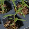 Milkweed, Narrow-Leaved (Asclepias fascicularis)