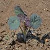 Nasturium 'Empress of India' (Tropaeolum nanum)