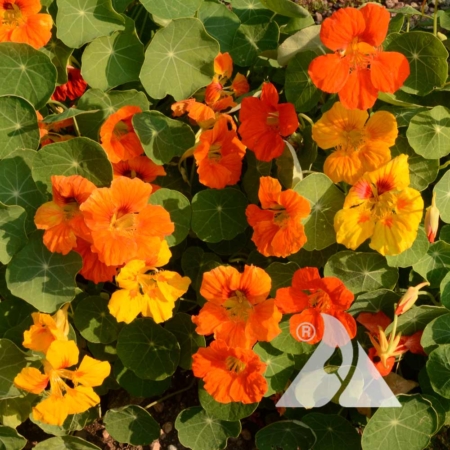 Nasturtium 'Jewel Mix' (Tropaeolum nanum)