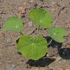 nasturtium 'Peach Melba' (Tropaeolum nanum)