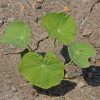 Nasturtium (Tropaeolum nanum)