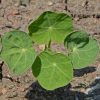 Nasturtium 'Tom Thumb Mix' (Tropaeolum nanum)