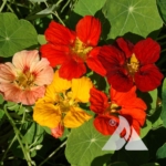 Nasturtium 'Whirlybird Mix' (Tropaeolum nanum)