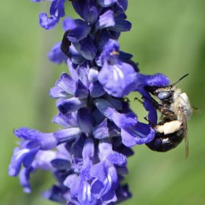 Native Bee on Blue Sage Salvia farinacea