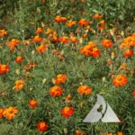 Nematode Control Marigold (Tagetes patula)