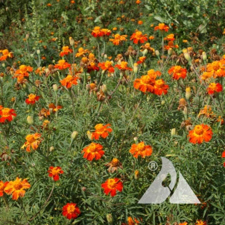 Nematode Control Marigold (Tagetes patula)