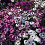 A field of white, pink, and purple Cape Daisy flowers.