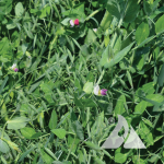 A cover crop mix of field peas and oats.