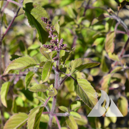 Holy Basil plant