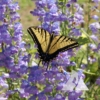 One-Sided Beardtongue (Penstemon unilateralis)