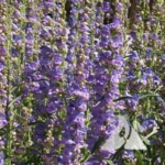 One-Sided Beardtongue (Penstemon unilateralis)