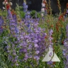 One-Sided Beardtongue (Penstemon unilateralis)