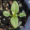 Sunflower, Ox-Eye (Heliopsis helianthoides)