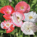 Shirley Double Mix corn poppies (Papaver rhoeas) with multicolored blooms.