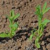 Daisy, Paper (Helipterum roseum)