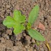 Parsley, Curled (Petroselinum crispum)